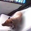 Полиция Техаса прокатила сбежавшую свинью в патрульной машине