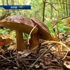 За двое суток на Буковине несколько семей отравились грибами