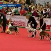 Euro Dog Show 2017 состоится в Украине