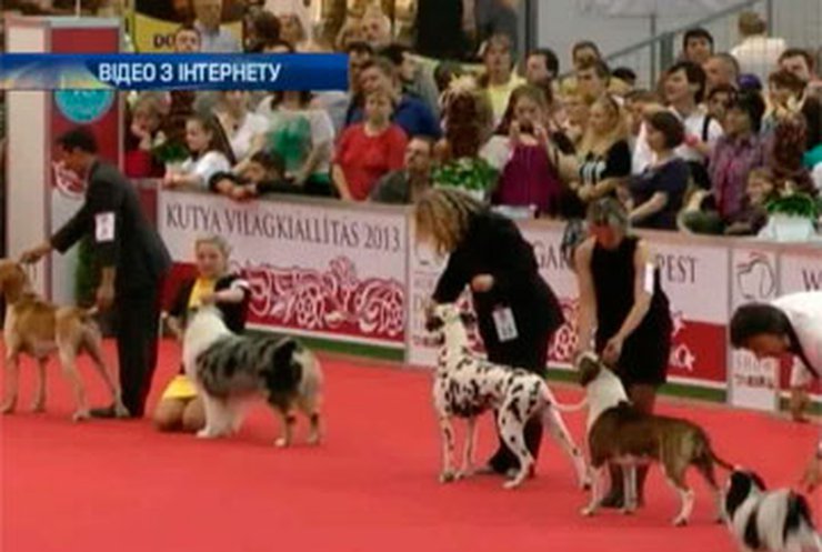 Euro Dog Show 2017 состоится в Украине