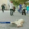 В Кировограде массово потравили бродячих собак