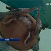Сегодня мир отмечает ночь летучих мышей
