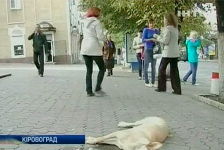В Кировограде массово потравили бродячих собак