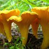 Семья из шести человек отравилась грибами на Львовщине