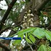 В Ужгороде распустились каштаны
