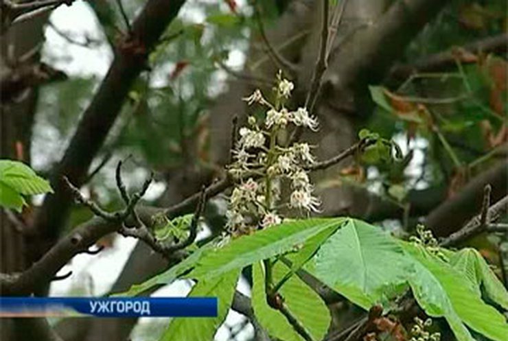 В Ужгороде распустились каштаны