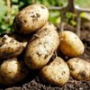 Украине прогнозируют рекордно низкий урожай картофеля