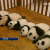 В Китае показали сразу 14 новорожденных детенышей панды