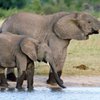 Браконьеры в Зимбабве отравили цианистым калием 81 слона