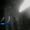 Ученые научились отпугивать слонов тигриным рыком
