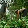 Перу стала мировым лидером по производству коки и кокаина
