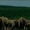 В Зимбабве браконьеры отравили цианистым калием 81 слона