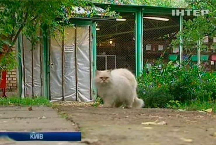 Киевский зоопарк страдает от бездомных кошек