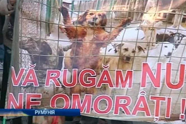 Румыния приняла закон об истреблении бродячих собак