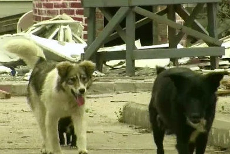 В Румынии разрешили убивать бездомных собак