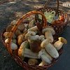 На Херсонщине пятеро человек отравились грибами