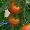 Британские селекционеры скрестили помидор с картофелем