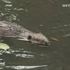 Немцам разрешили убивать бобров