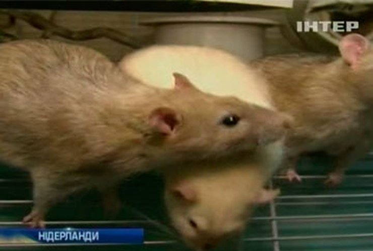 В Голландии полицейские крысы будут искать порох и взрывчатку