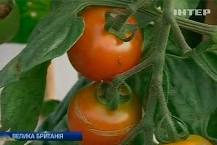 Британские селекционеры скрестили помидор с картофелем