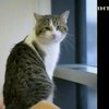 Кэмерон заверил, что он не "котоненавистник"