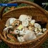 На Кировоградщине шесть человек отравились грибами