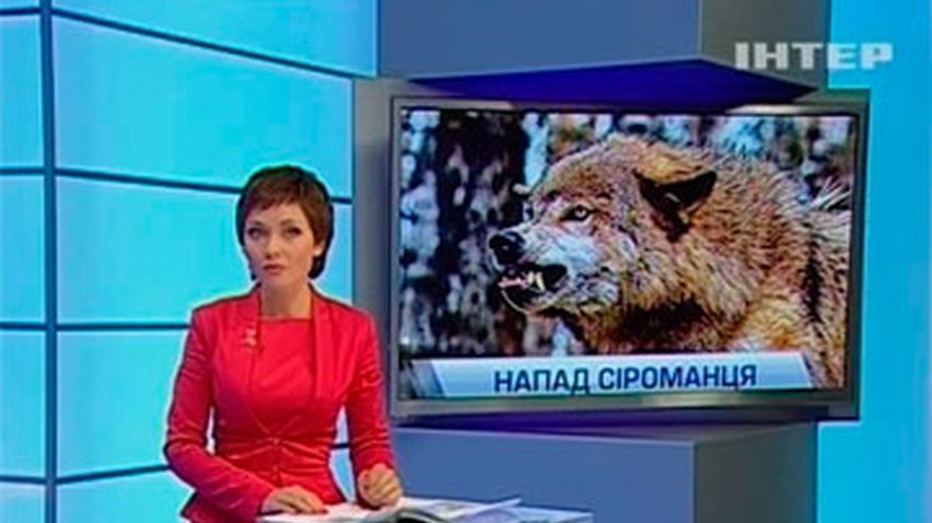 На Житомирщине волк искусал троих женщин