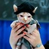 В Нью-Йорке провели неделю кошачьей моды