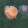 В Швеции медузы остановили работу атомной станции