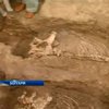 В Болгарии нашли древнюю колесницу, скелеты лошадей и воина
