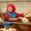 Украинские аграрии боятся зоны свободной торговли с ЕС