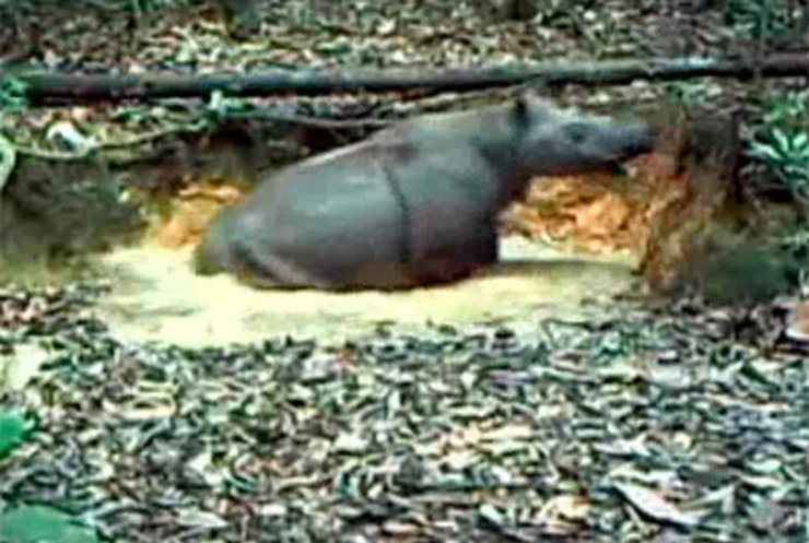 Скрытые камеры на Калимантане засняли прогулку носорога