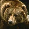 В России медведь похитил у дачников борщ