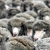 В Румынии поезд врезался в стадо овец