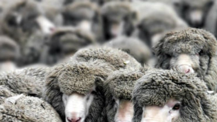 В Румынии поезд врезался в стадо овец
