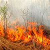 В Калифорнии бушуют лесные пожары: Огнем охвачено сотни гектар