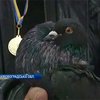 На Кировоградщине прошла Всеукраинская выставка голубей