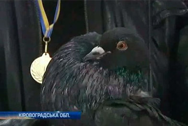 На Кировоградщине прошла Всеукраинская выставка голубей