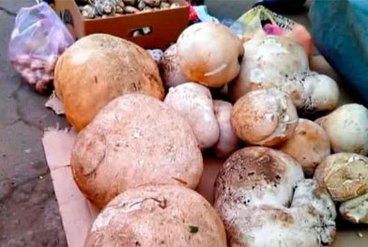 На Одесчине продают гигантские грибы