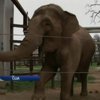 Смотритель в американском зоопарке погиб после нападения слонихи