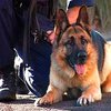 В США полицейских собак обвиняют в расизме