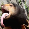 Канадец отбился от медведя, дернув его за язык
