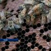 В США пчеловод спас 89-летнюю американку от нашествия диких пчел