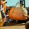 Американский фермер вырастил тыкву весом в тонну