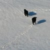 Из-за сильных снегопадов в Южной Дакоте погибли около 100 тысяч животных