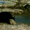В США сто тысяч коров погибли из-за снегопада