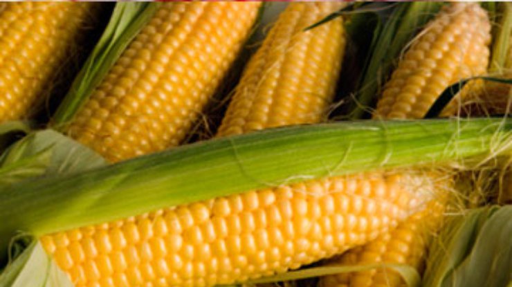 Генно модифицированная кукуруза безопаснее, чем обычная, - ученые