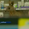 Кенгуру ворвался в аптеку аэропорта Мельбурна