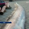 Возле Калифорнии выловили пятиметровую рыбу-ремень