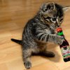 "Мяу-мяу нового урожая": Японцы выпустили вино для кошек